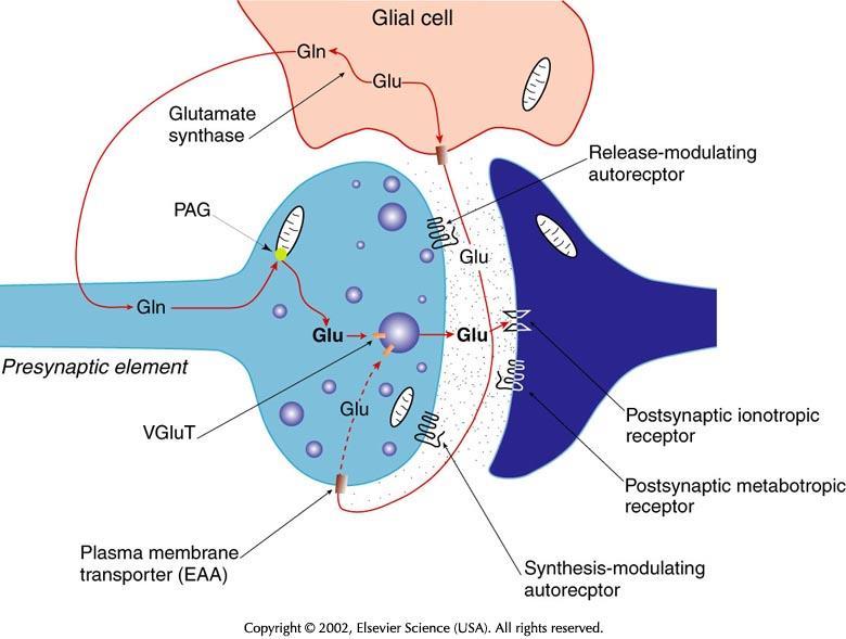 Glutaminian i asparaginian metabolity i neurotransmitery (żaden z nich nie przekracza bariery krew-mózg!