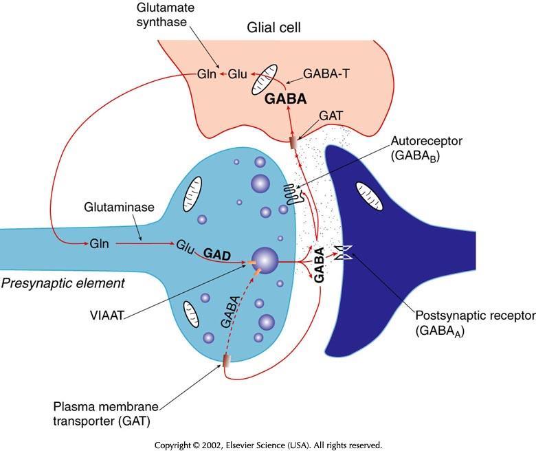 GABA ( -amino butyric acid, kwas -aminomasłowy) GABA-T = transaminaza GABA-ketoglutaranu Tworzy kw.glutaminowy z -ketoglutaranu.
