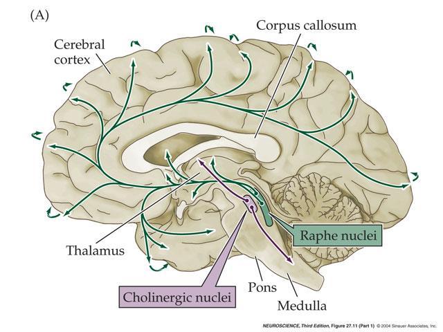 Cholinergiczne neurony czuwania Cholinergiczne neurony aktywującego układu siatkowatego na pograniczu mostu i śródmózgowia - kluczowa rola w regulacji aktywności mózgu (czuwanie kontra sen) Inne