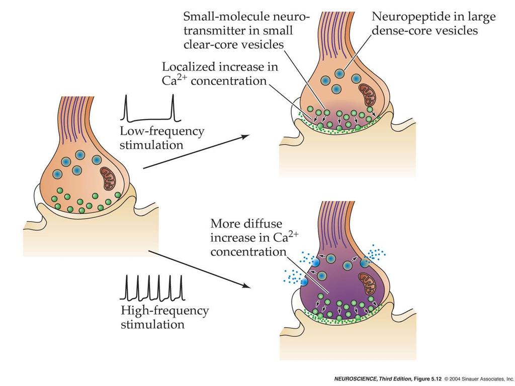 5.12 Differential release of neuropeptide and small-molecule