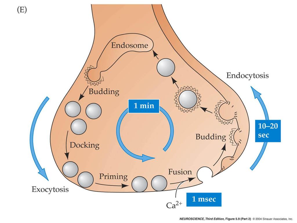 5.9 Local recycling of synaptic