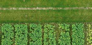 pokarmowych i bakterii Rhizobium już podczas kiełkowania