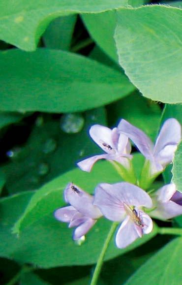 Lucerny siewne Teraz z innowacyjną technologią nasion PLANET Odmiana od wielu lat sprawdzona i uznana wśród