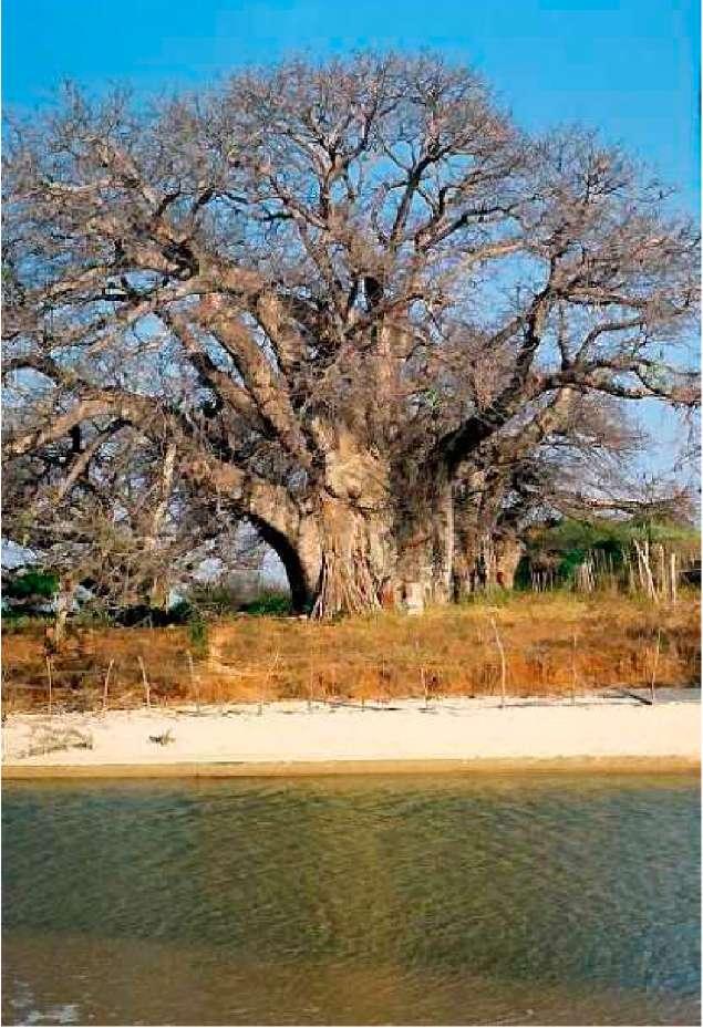Baobab poprzednie 7/9 następne Fot. Jacek Kałuszko Baobab w Lublinie nie pożyje lat 200, jak życzyłby mu Marcin Wroński i wielu innych mieszkańców miasta. Nie dostał odpowiedniej opieki.