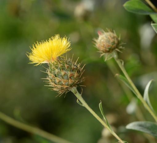 2. Opis botaniczny Centaurea balsamita subsp. balsamita Lam. / syn. Stizolophus balsamitaefolius Cass. Według Flory Irańskiej Centaurea balsamita subsp. balsamita Lam. jest jednoroczną rośliną o wyprostowanej łodydze, dorastającą do 120 cm.