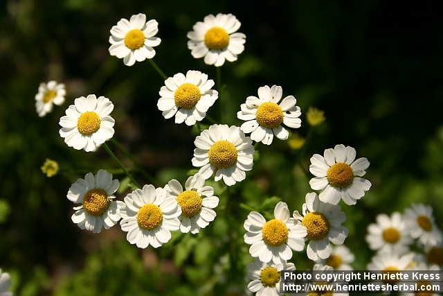 5.4. Fitoterapia migreny 5.4.1. Chrysanthemum partenium złocień maruna Ryc.