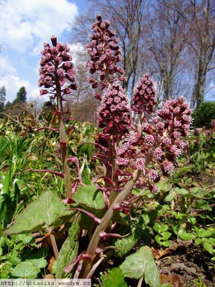 5.4.2. Petasites hybridus lepiężnik różowy Ryc. 16 Lepiężnik różowy - Petasites hybridus Petasites hybridus (Petasites officinalis) lepiężnik różowy (lepiężnik lekarski), (Rycina 16). Lepiężnik (ang.