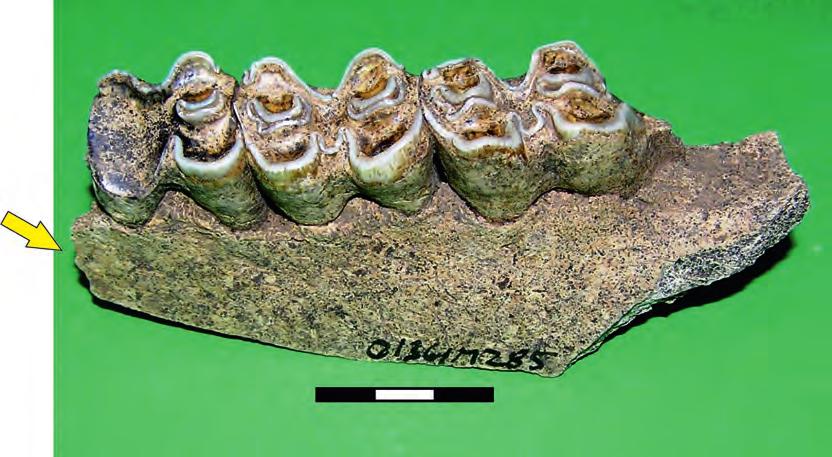 M277, hipoplazja szkliwa zęba trzonowego górnego (M2) bydła; b ob.