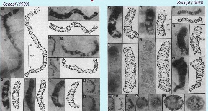 Pierwsze ślady życia - kontrowersje czert Apex (Apex chert) Australia, wiek 3,5 mld lat (Schopf 1993) Interpretacja