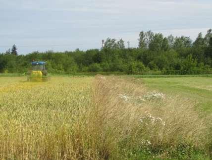 Kłoszenie BBCH 55 (2