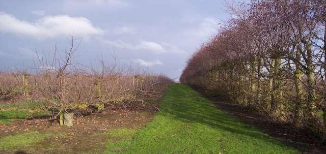 wiatrochrony naturalne i