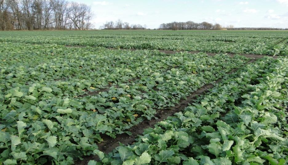 5.) Rozpoczęcie dwuletniego cyklu doświadczeń agrotechnicznych mających na celu opracowanie optymalnej technologii uprawy rzepaku dla warunków koegzystencji. W sierpniu 2016r.