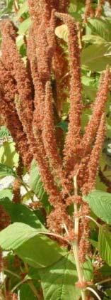 paniculatus 'Monarch' A. caudatus 'Pony Tails' A. paniculatus 'Copper Moutain' A. paniculatus 'Monarch' A.