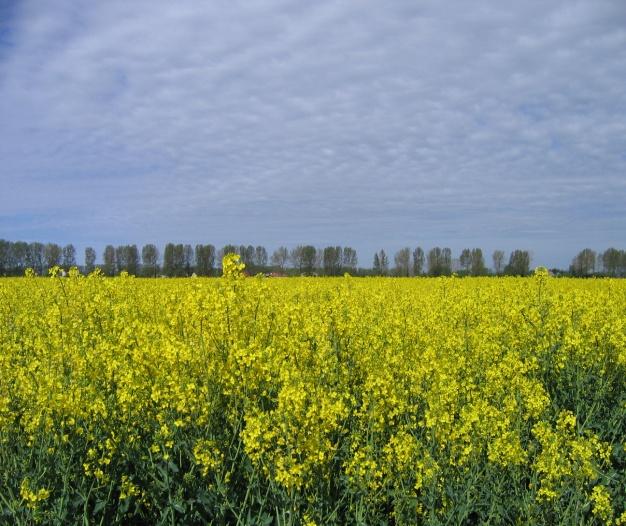 oleifera) Lisek Lokalizacja: Pole doświadczalne SGGW, Chylice,