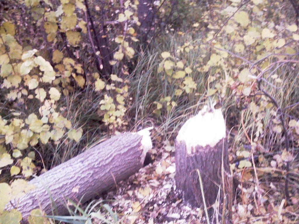 WYKORZYSTANIE