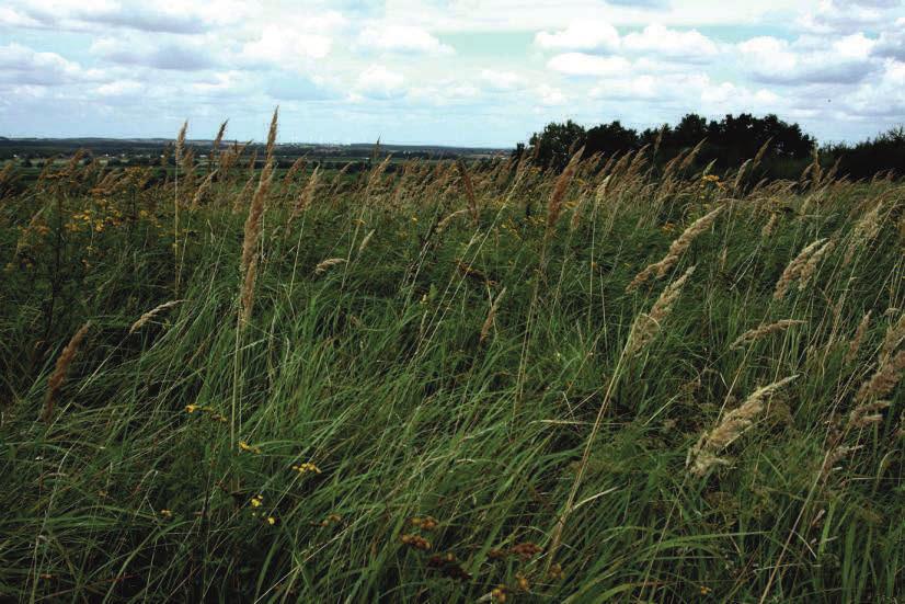 Zakwaszanie Na skutek nadmiernej ilości środków chemicznych stosowanych w rolnictwie, zalesiania szpilkowymi gatunkami drzew (sosną i świerkiem) lub odkładania obumarłych szczątków roślin może dojść