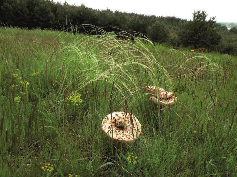lekarska Primula veris, zagorzałek żółty Orthanta lutea. Na uwagę zasługuje również ciepłolubna fauna, m.in.