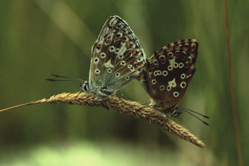 Fot.46. Modraszek korydon Polyommatus coridon w podobszarze Czarnów (fot. K.