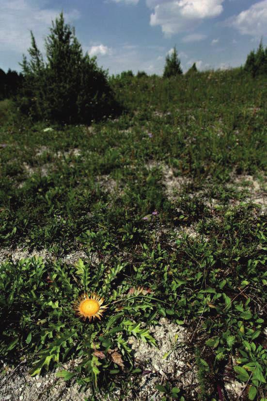 Fot.53. Murawy z dziewięćsiłem popłocholistnym Carlina onopordifolia na terenie obszaru Stawska Góra (fot. P. Chmielewski) Murawom kserotermicznym towarzyszy bogata fauna.