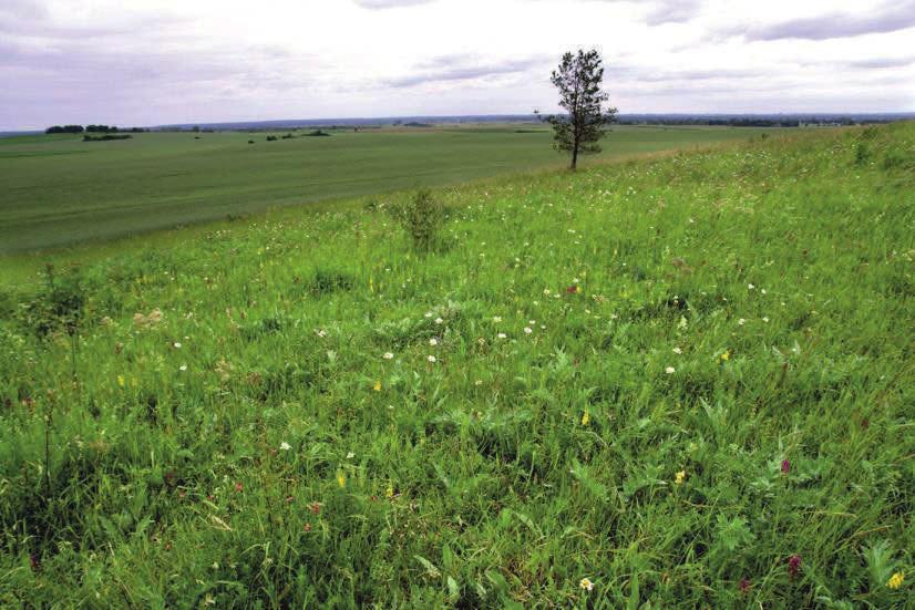sierpik różnolistny Serratula lycopifolia i żmijowiec czerwony Echium russicum.