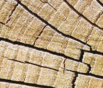 WIPARQUET / KLAYFIKACJA POŁÓG KLAYFIKACJA POŁÓG Klasa Grubość Gwarancja truktura V-fuga zerokość TYLE AC4 8 15 4V 160 AUTHENTIC AC4 7 15 4V 160 AUTHENIC QUAIH AC4 10 15 4V 160 BRILLIANT AC4 8 15 4V