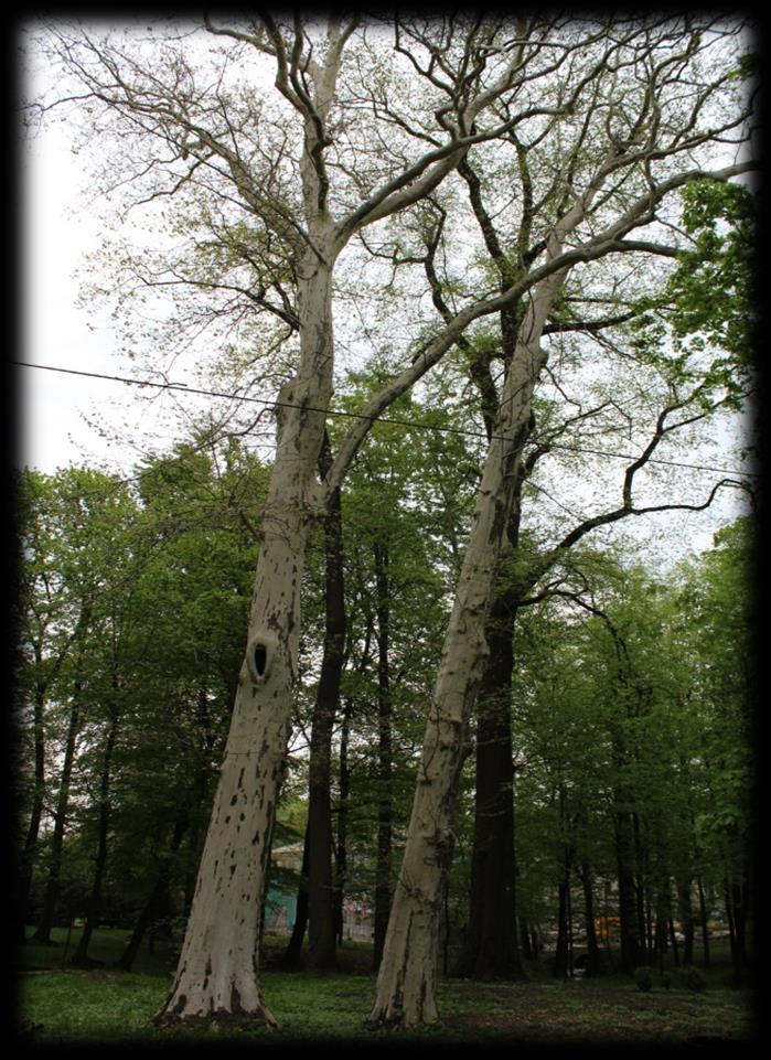 JAWORZE