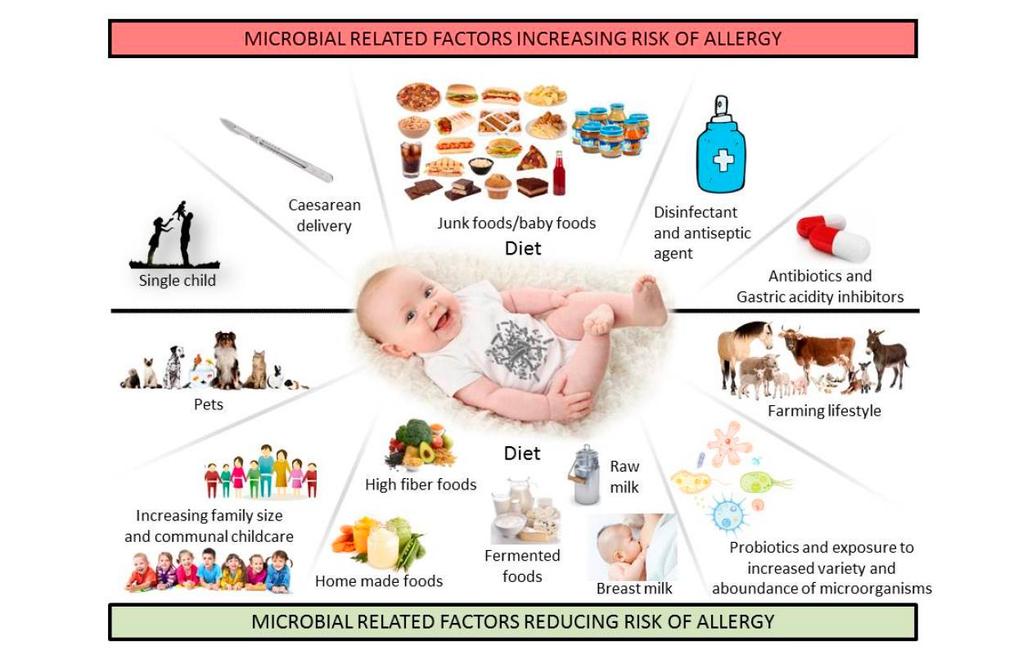 Czynniki wpływające na mikrobiom ryzyko alergii Jedynak Cięcie cesarskie Przetworzone produkty/ słoiczki DIETA Środki antyseptyczne Antybiotykoterapia Zwierzęta domowe Duże rodziny, kontakty z