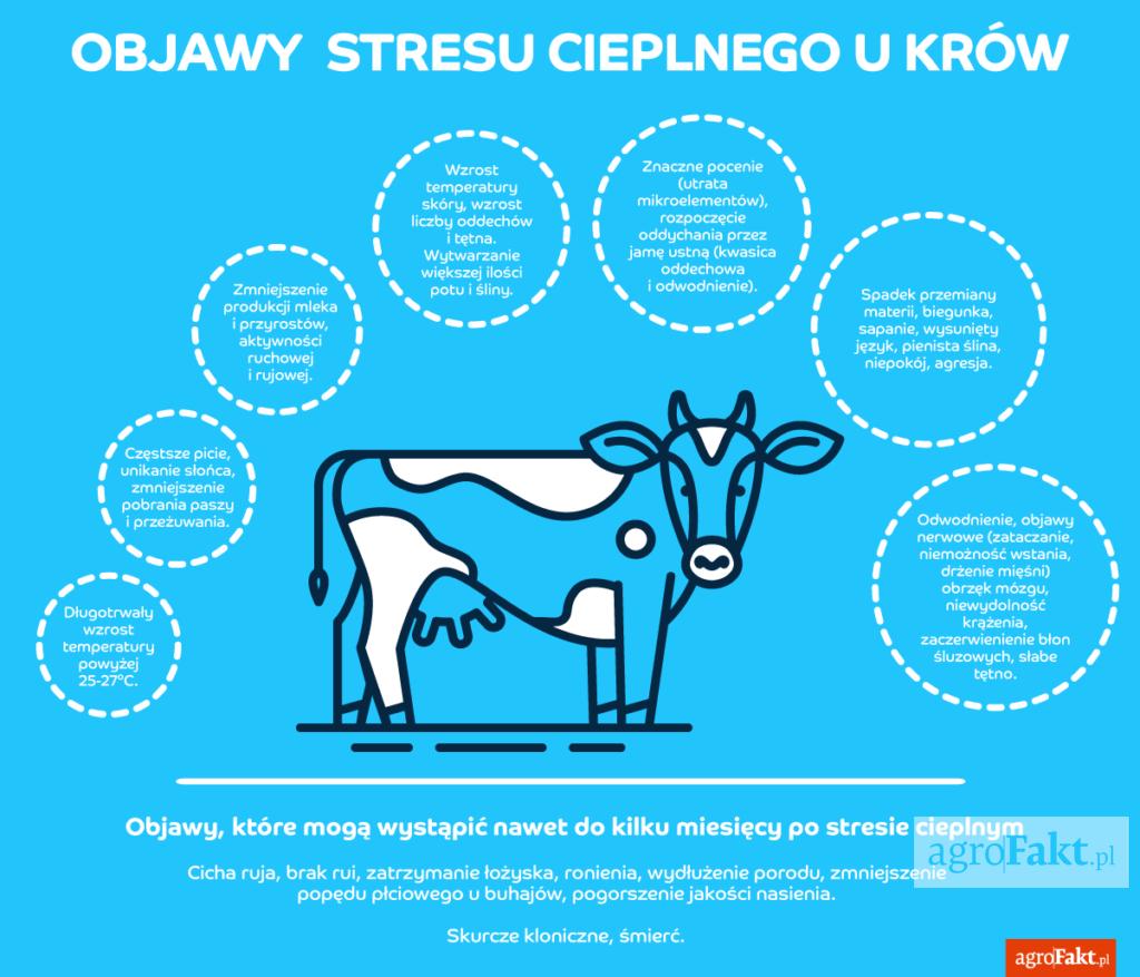 .pl https://www..pl Stres cieplny u krów objawy Krowy stają się wolniejsze, szukają miejsc zacienionych, chłodniejszych, mniej jedzą, mniej piją i ślinią się.
