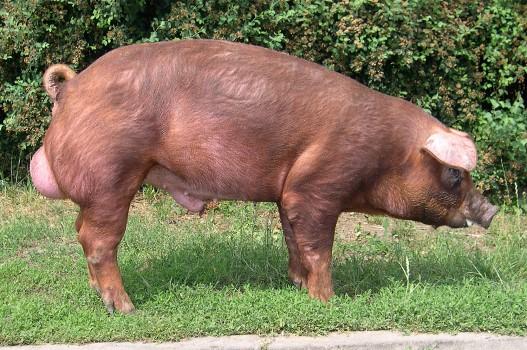 Zadanie 6. Który rysunek przestawia kłos jęczmienia? Zadanie 7. Długość ciąży u klaczy wynosi 114 115 dni. 280 285 dni. 305 310 dni. 338 340 dni. Zadanie 8. Wskaż rasę świni przedstawioną na rysunku.
