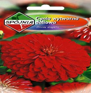 chinensis Aster książęcy różowy 1 0,85 0,92 Callistephus chinensis Aster książęcy