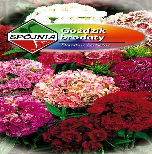 0,92 Callistephus chinensis Aster peoniowy czerwony 1 0,85 0,92 Callistephus