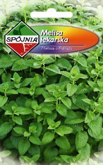 Limonium tataricum Z I O Ł A Bazylia właściwa, zielonolistna