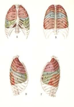 W płucu prawym wyróŝniamy 10 segmentów, a w płucu lewym 8 segmentów.