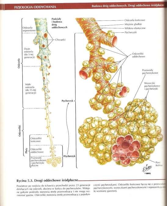 DROGI ODDECHOWE DOLNE - tchawica i oskrzela OSKRZELA GŁÓWNE prawe i lewe dzieli się we wnęce płuca na oskrzela płatowe 3 w prawym i 2 w lewym. Oskrzela płatowe dzielą się na oskrzela segmentowe.