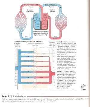 UKŁAD ODDECHOWY W PŁUCA wyróŝniamy podwójne krąŝenie - czynnościowe i odŝywcze.