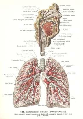 . Anatomia układu oddechowego UKŁAD ODDECHOWY UKŁAD ODDECHOWY DO UKŁADU ODDECHOWEGO NALEśĄ - nos zewnętrzny, jama nosowa wraz z zatokami przynosowymi, krtań, tchawica, oskrzela główne, płuca wraz z