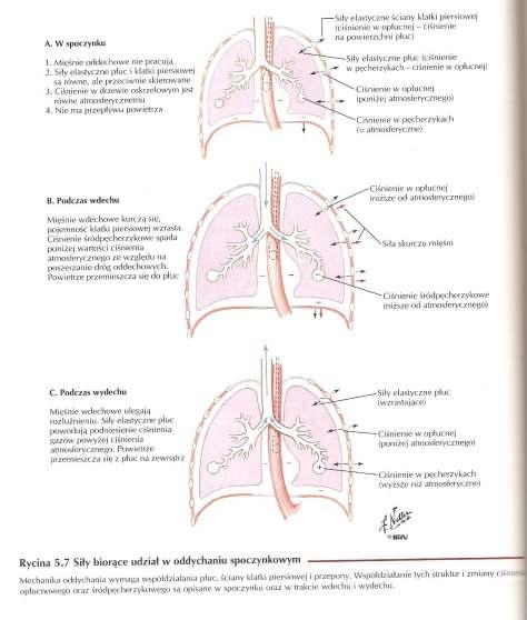 UKŁAD ODDECHOWY - FIZJOLOGIA UKŁADU ODDECHOWEGO Przedmiot: ODDYCHANIE W czasie WDECHU płuco rozciąga się i ciśnienie w pęcherzykach płucnych obniŝa się, a następnie w oskrzelach i oskrzelikach