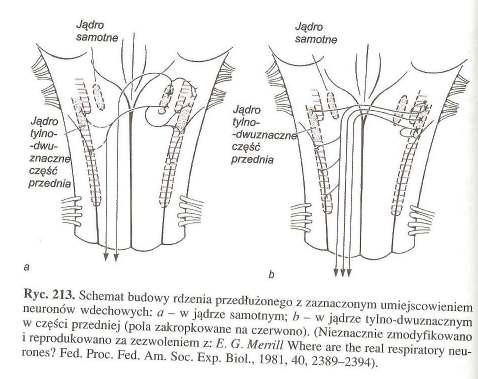 Tworzą go - neurony wdechowe ośrodek wdechu i neurony wydechowe ośrodek wydechu.