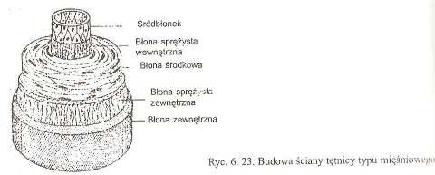 NACZYNIA KRWIONOŚNE WYRÓZNIAMY NACZYNIA KRWIONOŚNE TĘTNICE, śyły, NACZYNIA KRWIONOSNE WŁOSOWATE BUDOWA NACZYŃ KRWIONOŚNYCH jest trójwarstwowa BŁONA WEWNĘTRZNA wysłana śródbłonkiem BŁONA ŚRODKOWA