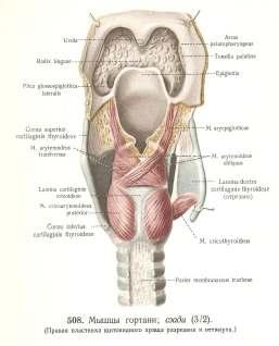 DROGI ODDECHOWE GÓRNE - część krtani przedsionek i kieszonki krtaniowe Mięśnie krtani podzielone ze względu na