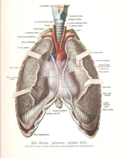 UKŁAD ODDECHOWY PŁUCA parzyste narządy, połoŝone w klatce piersiowej, w jamach opłucnowo płucnych. WyróŜniamy podstawę i szczyt.