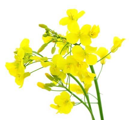 Krajowe Zrzeszenie Producentów Rzepaku i Roślin Białkowych www.kzprirb.