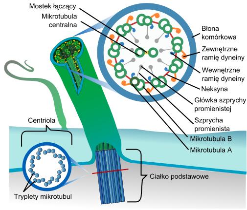Wić (i rzęska) eukariotyczna https://pl.wikipedia.org/wiki/rzęska#/media/file:eukaryotic_cilium_diagram_pl.svg Ruch wici/rzęsek uwarunkowany jest obecnością dyneiny.