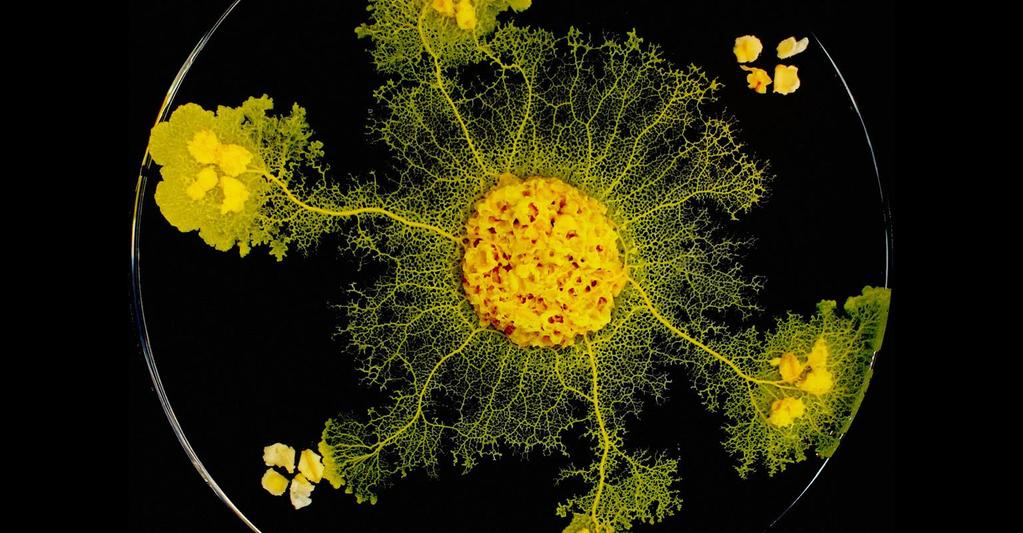 Physarum polycephalum https://www.quantamagazine.