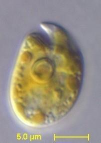 Bruzdnica Amphidinium sp. ruch obrotowo-postępowy Zdjęcie z mikroskopu świetlnego http://www.marinespecies.