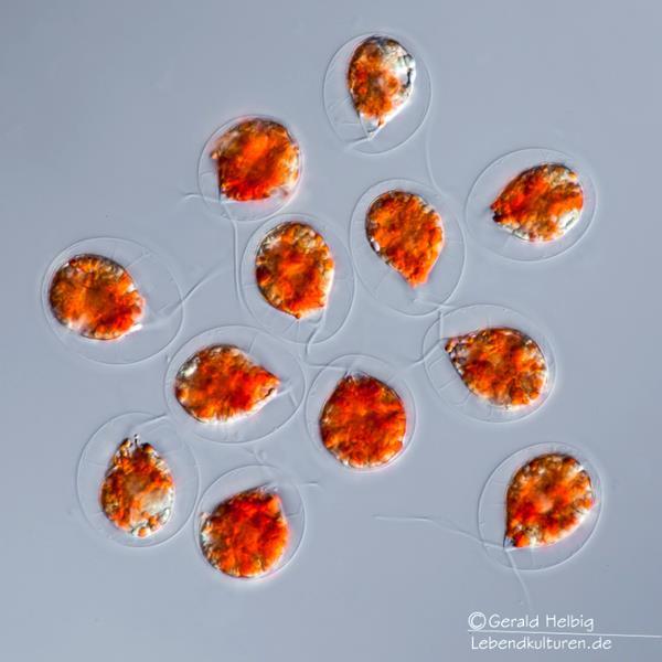 zielenica - Haematoccus sp. http://cfb.unh.
