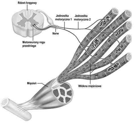 acetylocholina receptory N kanały dla Na + i K + duże jednostki