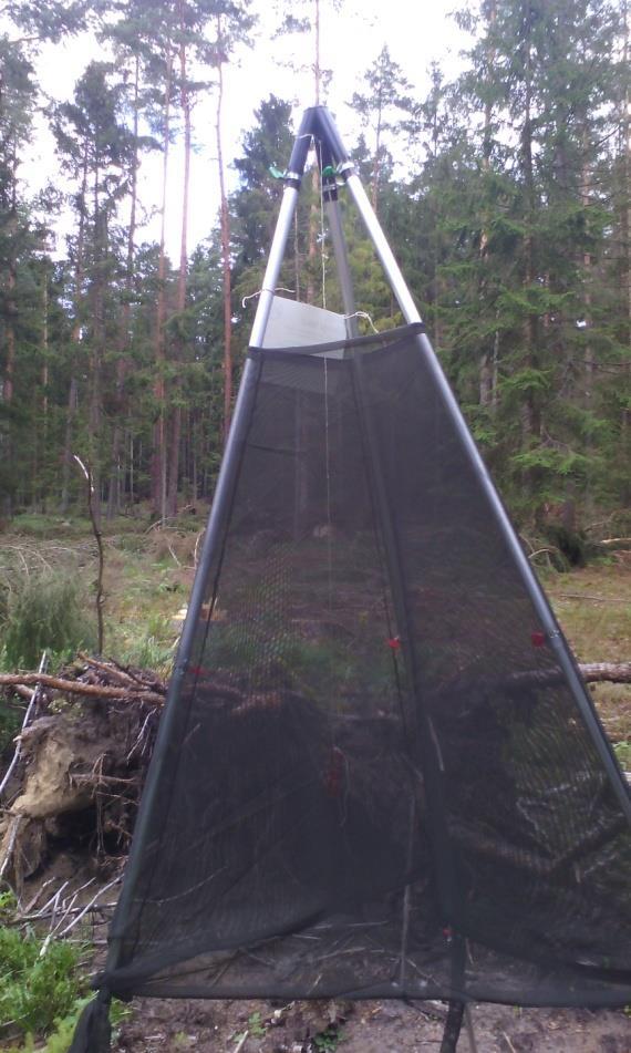 Miejsca składowania surowca są otoczone pułapkami feromonowymi, w tym po raz pierwszy w
