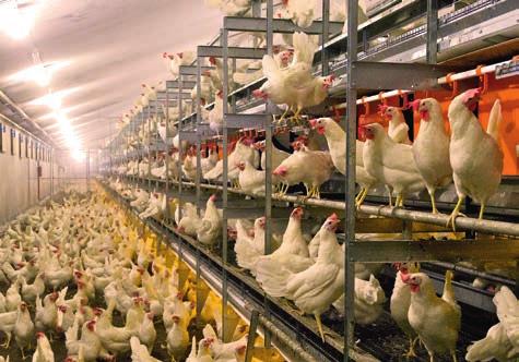 NATURAStep: Woliera wielopoziomowa bardzo dobrze akceptowana przez kury i z łatwym dla nich dostępem do instalacji Firma Big Dutchman posiada w systemach wolierowych ponad 30-letnie doświadczenie,