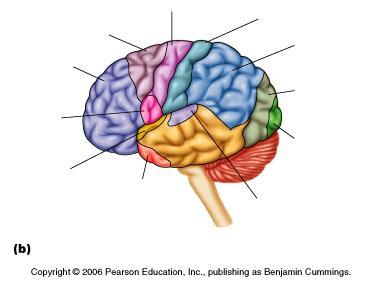 1. Mózg obszary odpowiedzialne za myślenie, węch, mowę, wzrok, słuch, ruch ciała płat czołowy płat ciemieniowy płat skroniowy płat potyliczny kora przedruchowa kora przedczołowa (myślenie) pole Broca